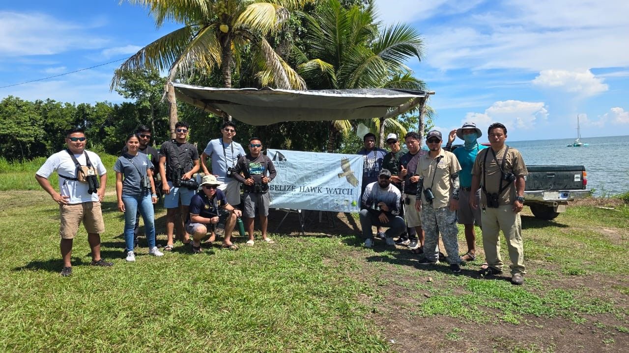 About the Belize Hawk Watch 2025 campaign on Bonfire 6