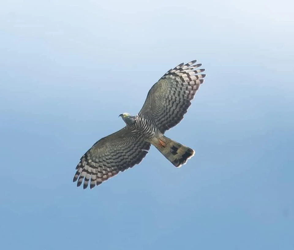 About the Belize Hawk Watch 2025 campaign on Bonfire 2