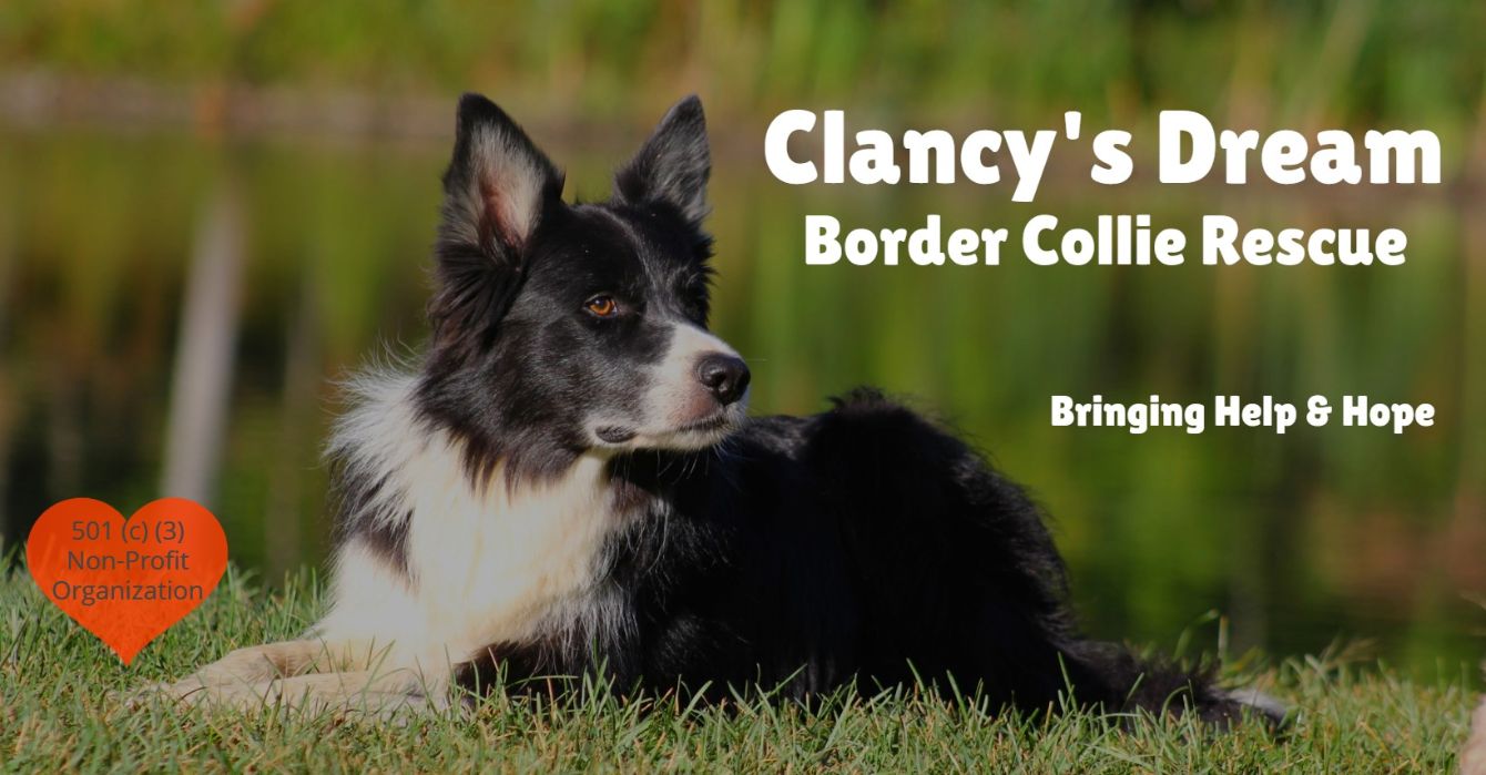 About the Clancy's Dream - Nothing Runs Like a Sheep campaign on Bonfire 3