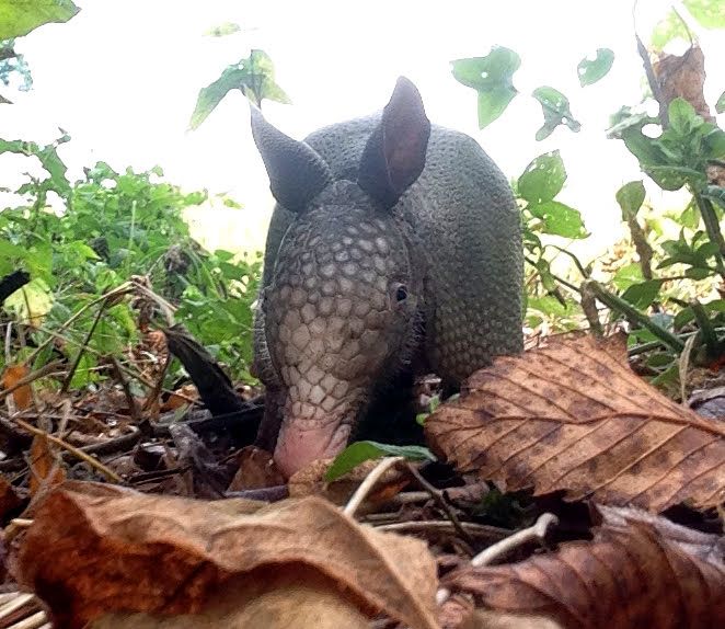 About the Can You Dig It? Shirt campaign on Bonfire 0