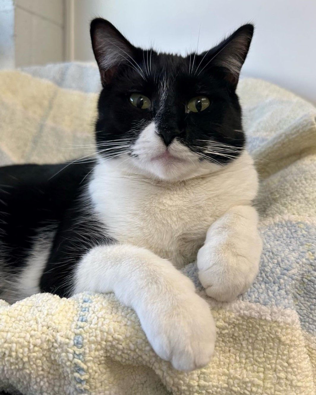 About the Bay Area Pet Adoptions Mug campaign on Bonfire 2