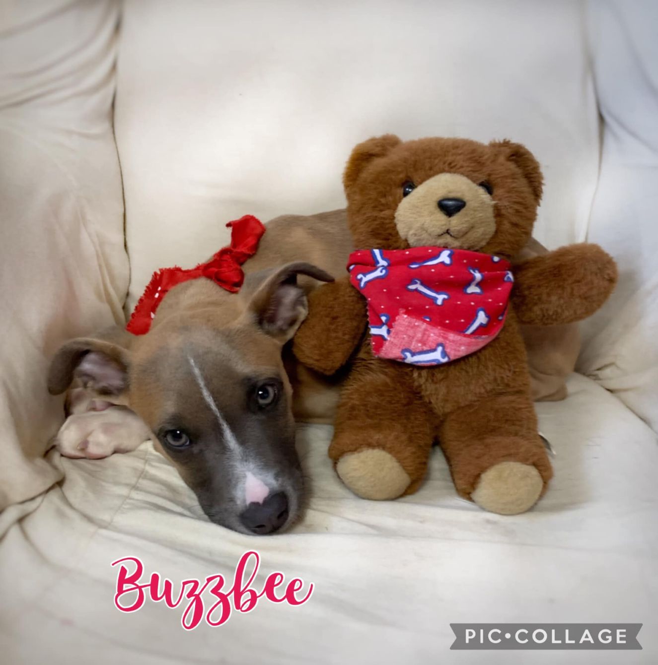 About the Bay Area Pet Adoptions Mug campaign on Bonfire 3