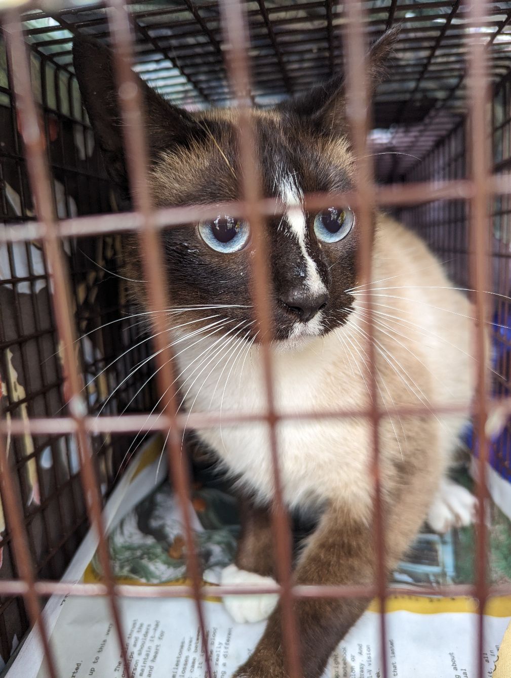 About the Street Cat Project Hats campaign on Bonfire 2