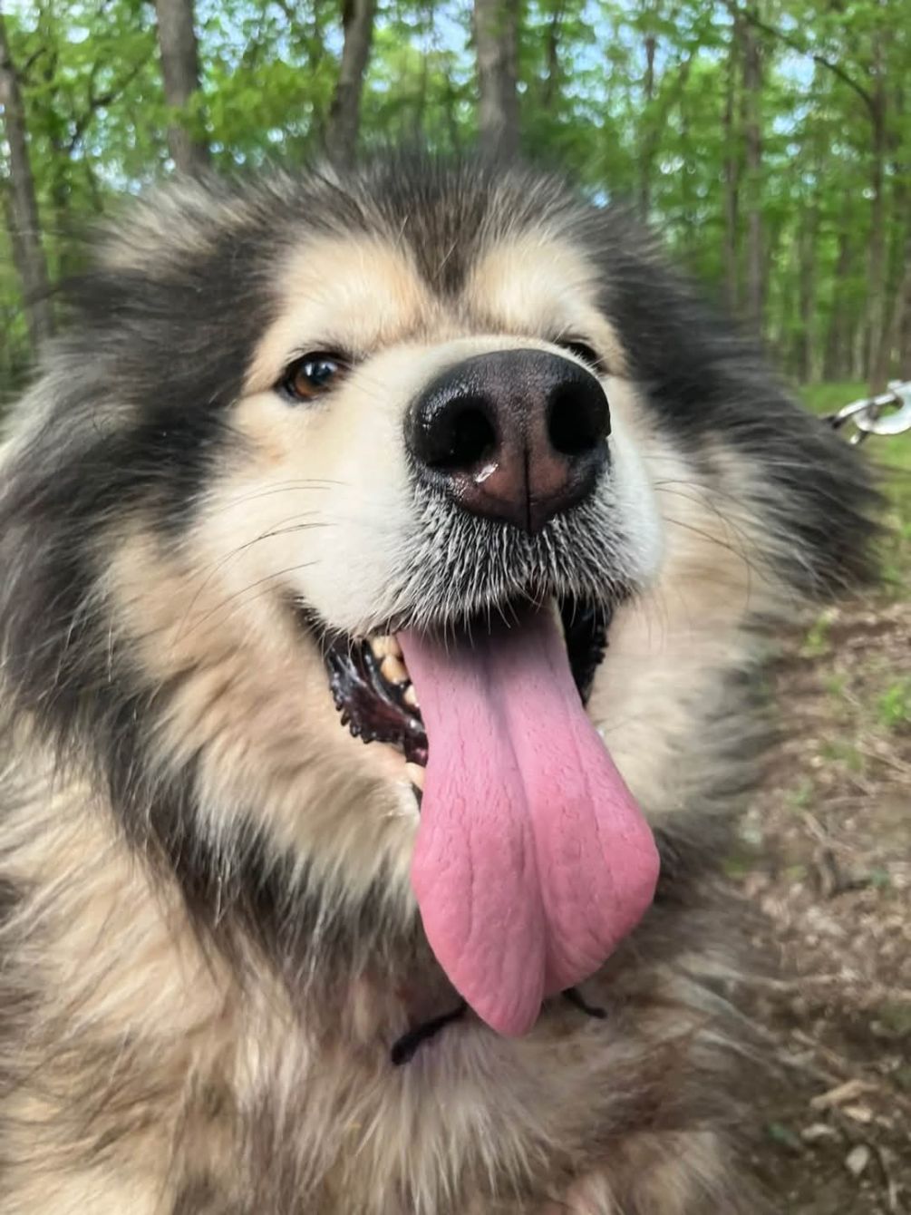 About the Kennel building campaign on Bonfire 2
