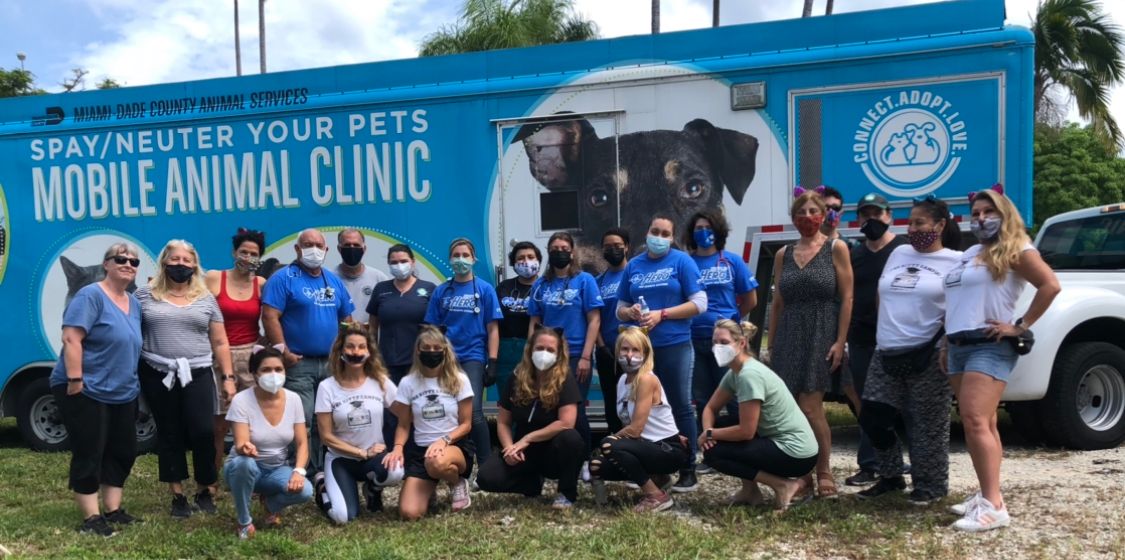 About the SoBe Cats campaign on Bonfire 3