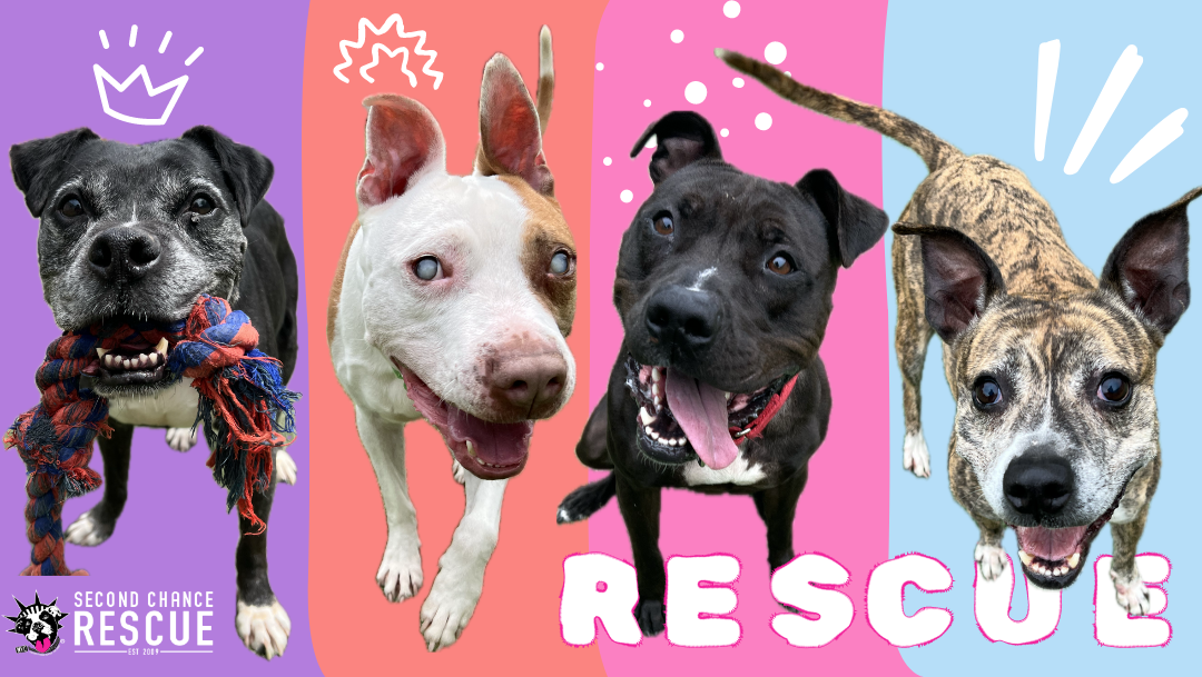 About the  campaign on Bonfire 2