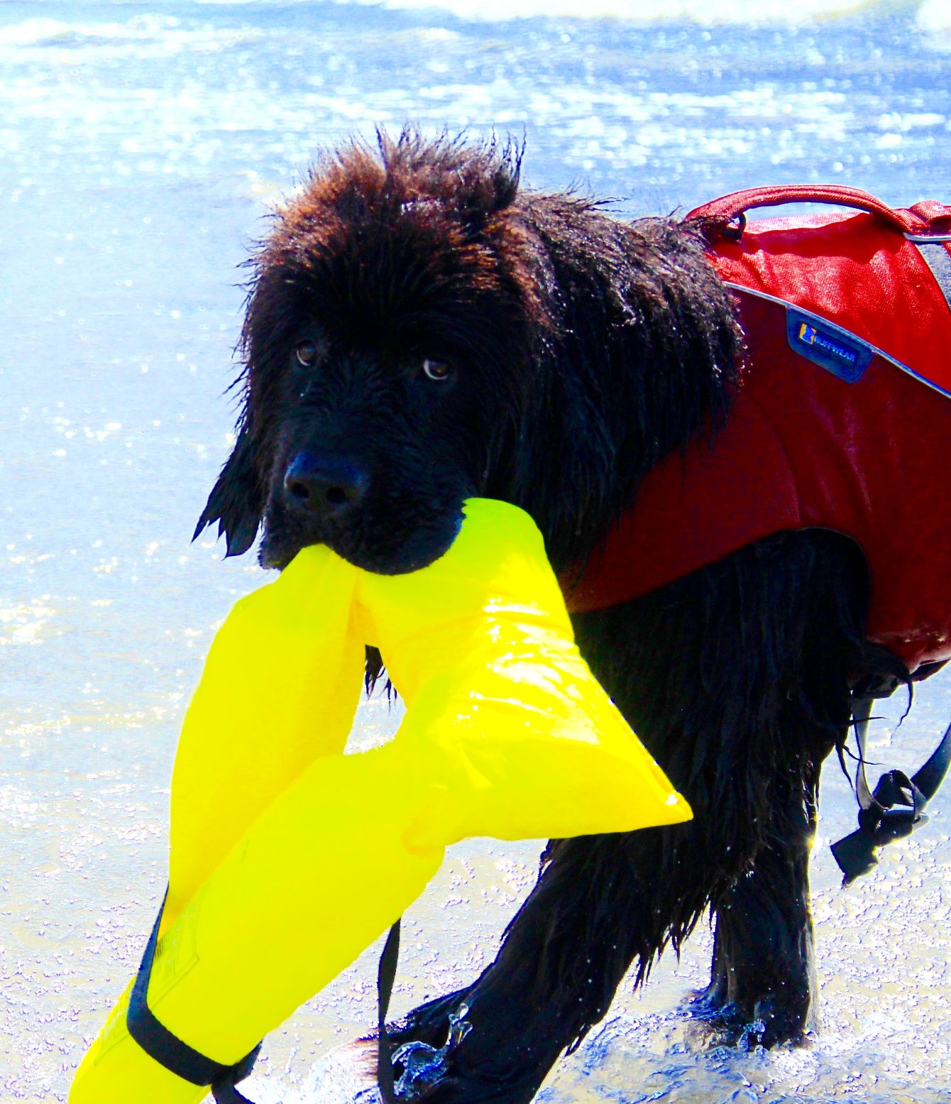 Adorable Newfie T-shirt Bonfire