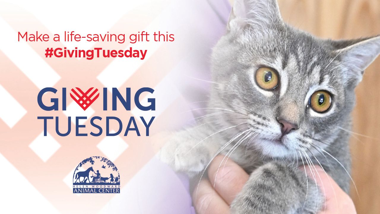 About the Foster. Adopt. Volunteer. Give. campaign on Bonfire 2