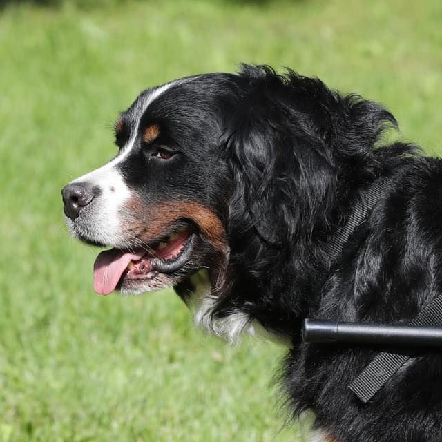 About the  campaign on Bonfire 2