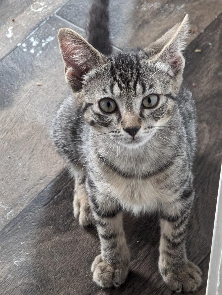 About the Spay and Neuter Your Pets  campaign on Bonfire 2