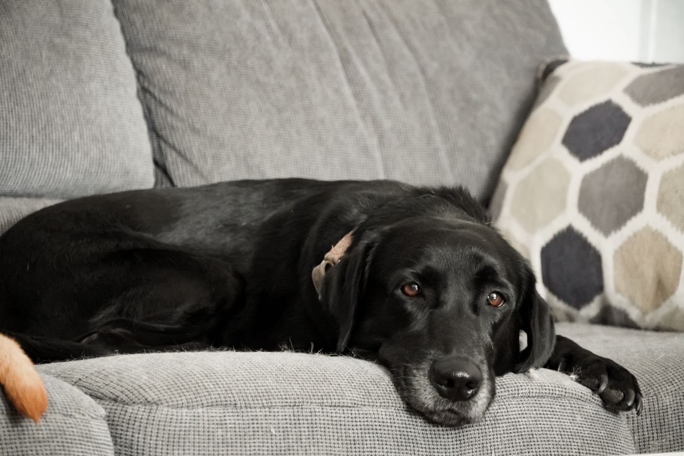 About the No Means No campaign on Bonfire 2