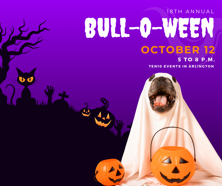 About the 18th annual Bull-O-Ween apparel campaign on Bonfire 2