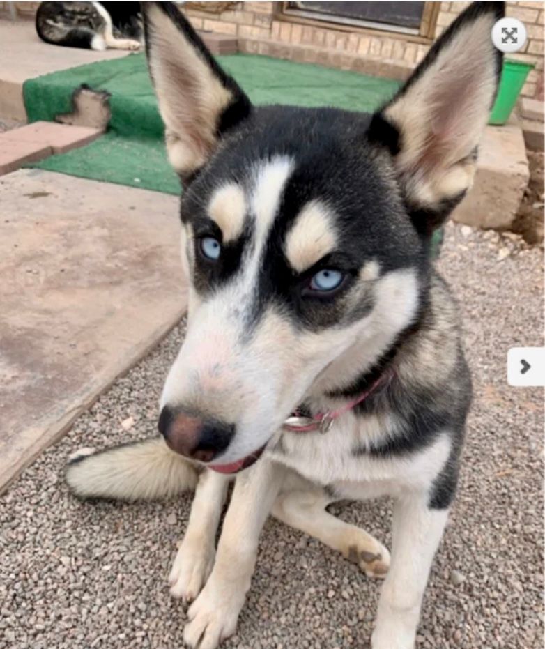 About the Saving Siberians, one life at a time campaign on Bonfire 2