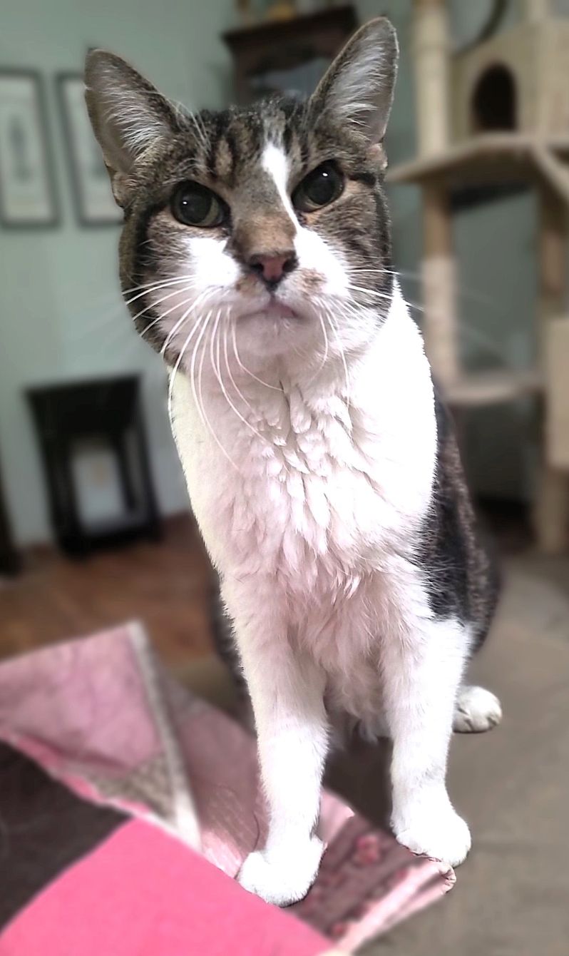 About the June's Senior Cat Rescue campaign on Bonfire 4