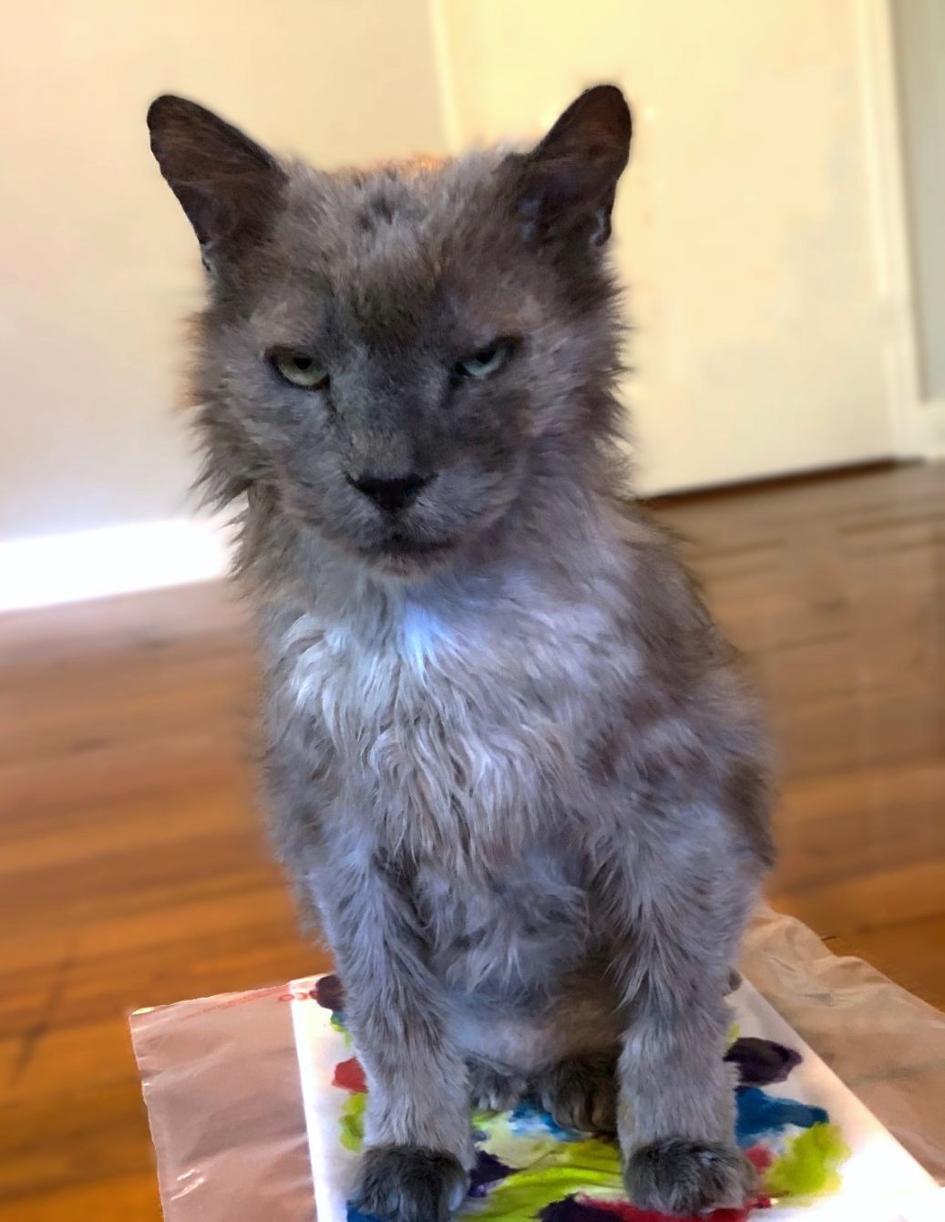 About the June's Senior Cat Rescue campaign on Bonfire 2