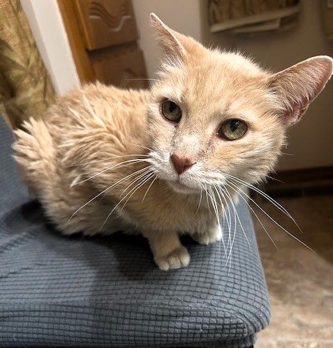 About the June's Senior Cat Rescue campaign on Bonfire 8