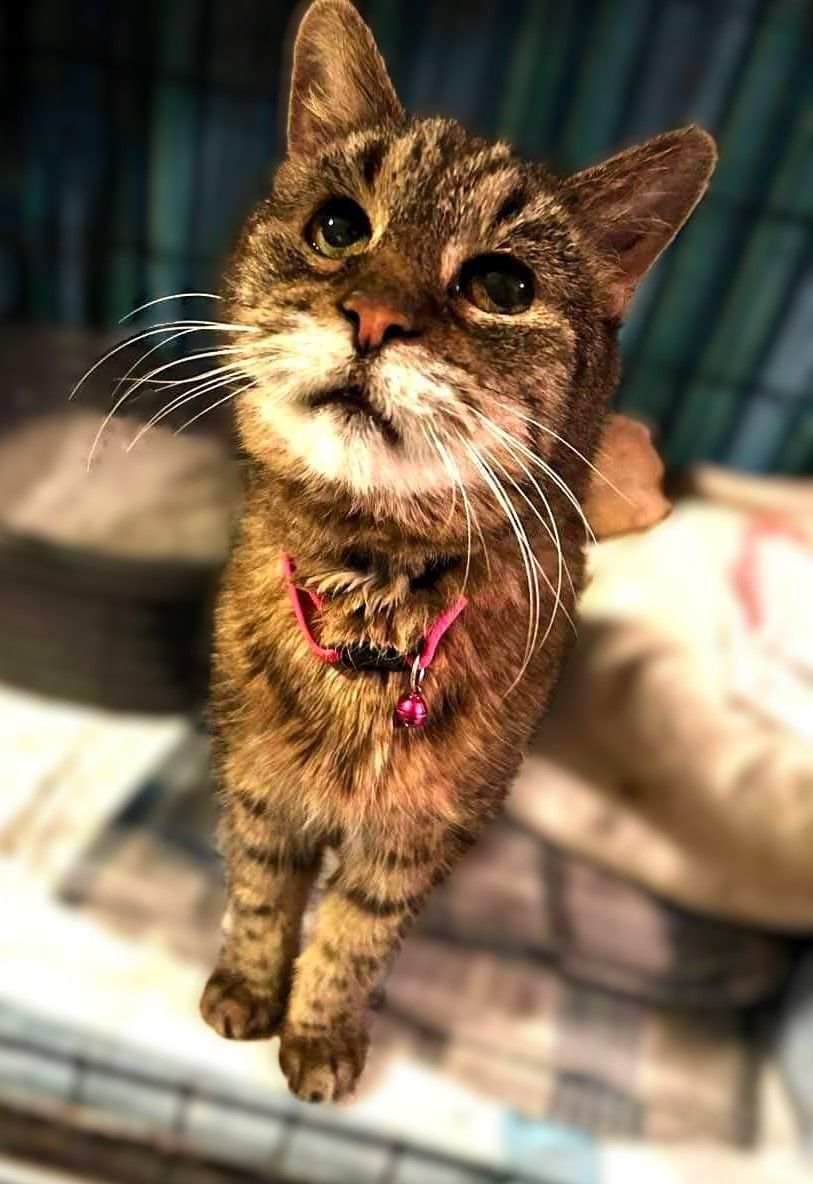 About the June's Senior Cat Rescue campaign on Bonfire 6