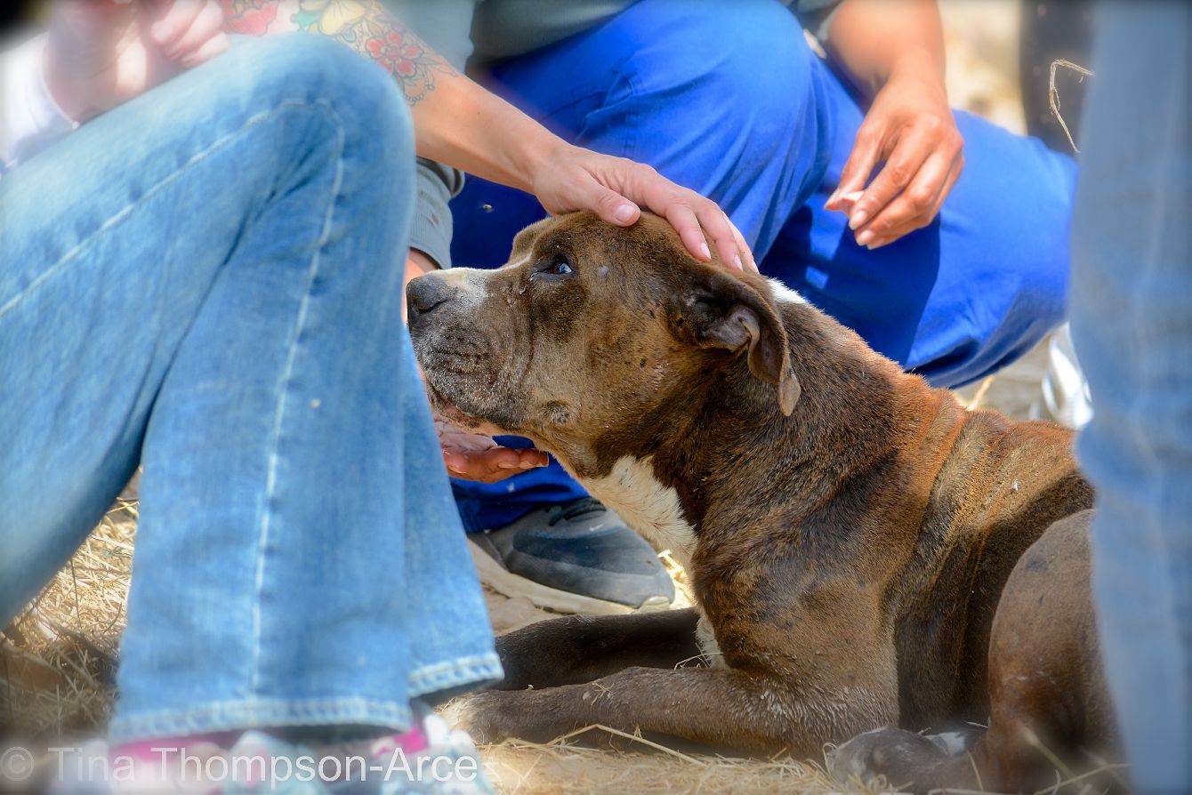 About the Help Medical Street Dogs campaign on Bonfire 2