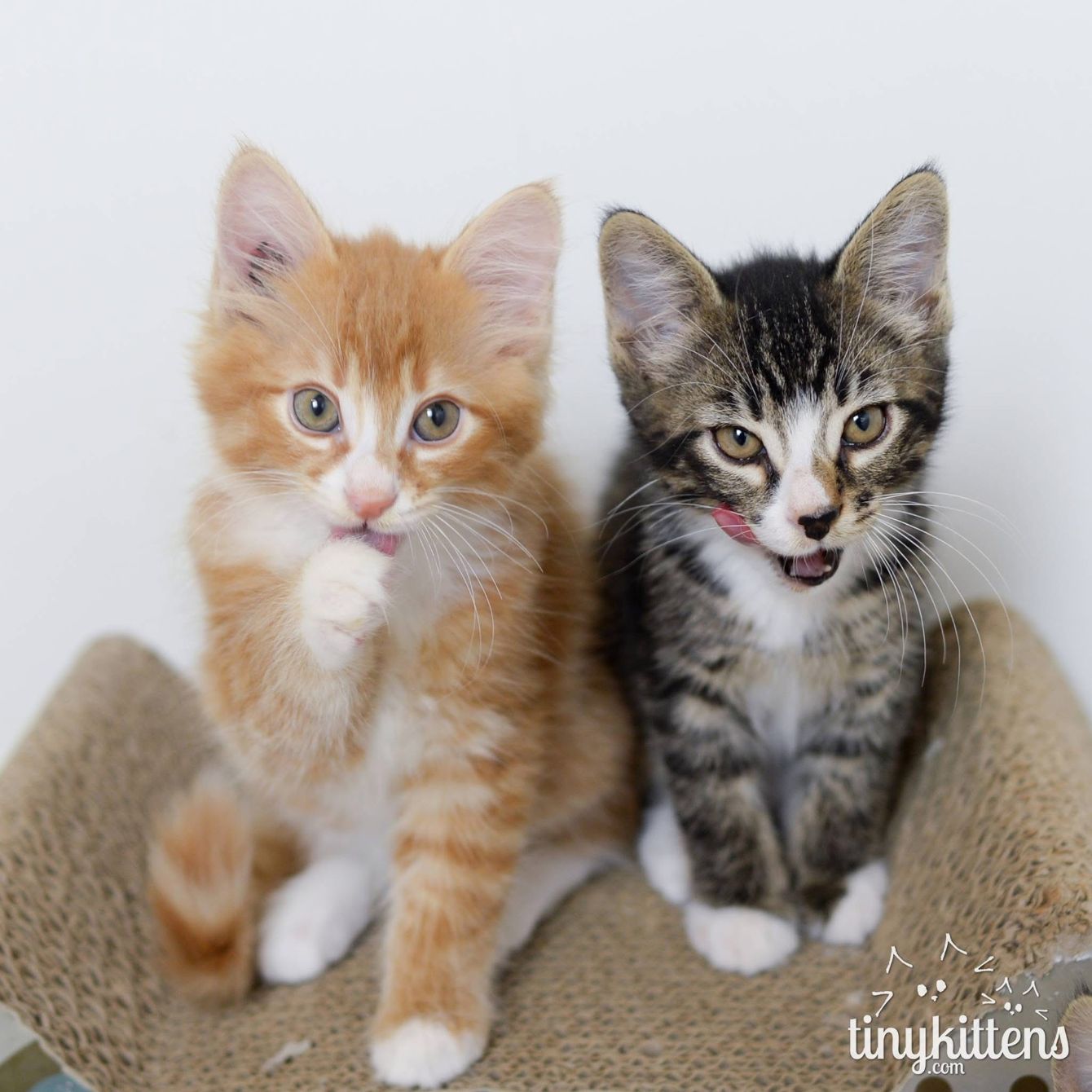 About the The Sink Kitten's Edition campaign on Bonfire 2