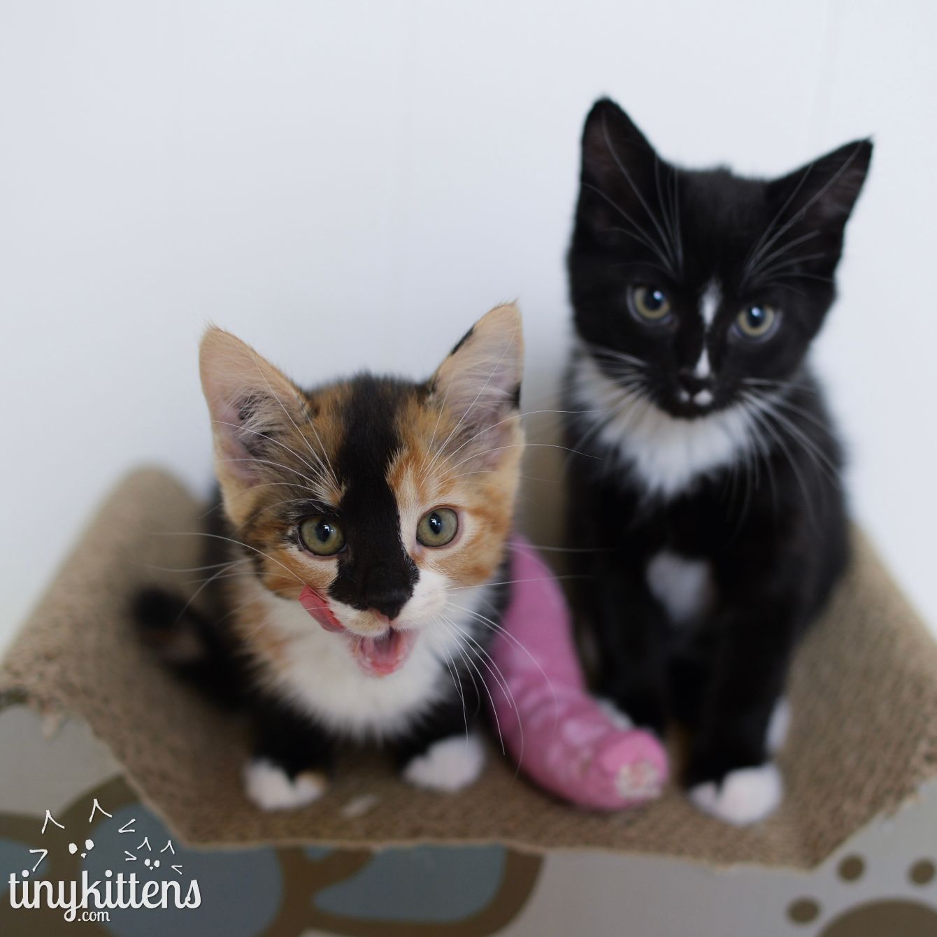 About the The Sink Kitten's Edition campaign on Bonfire 3