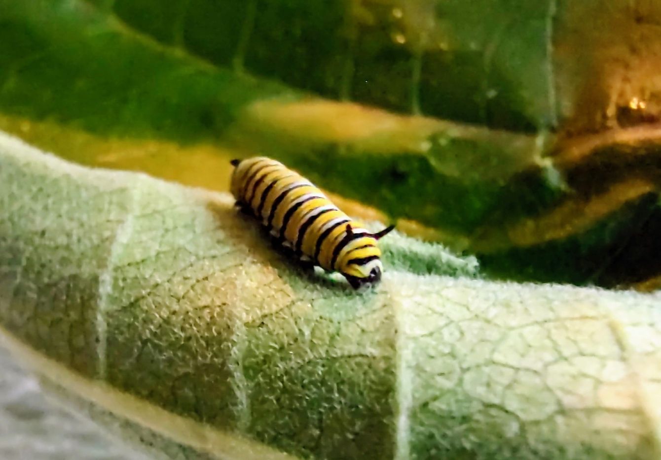 About the  campaign on Bonfire 5