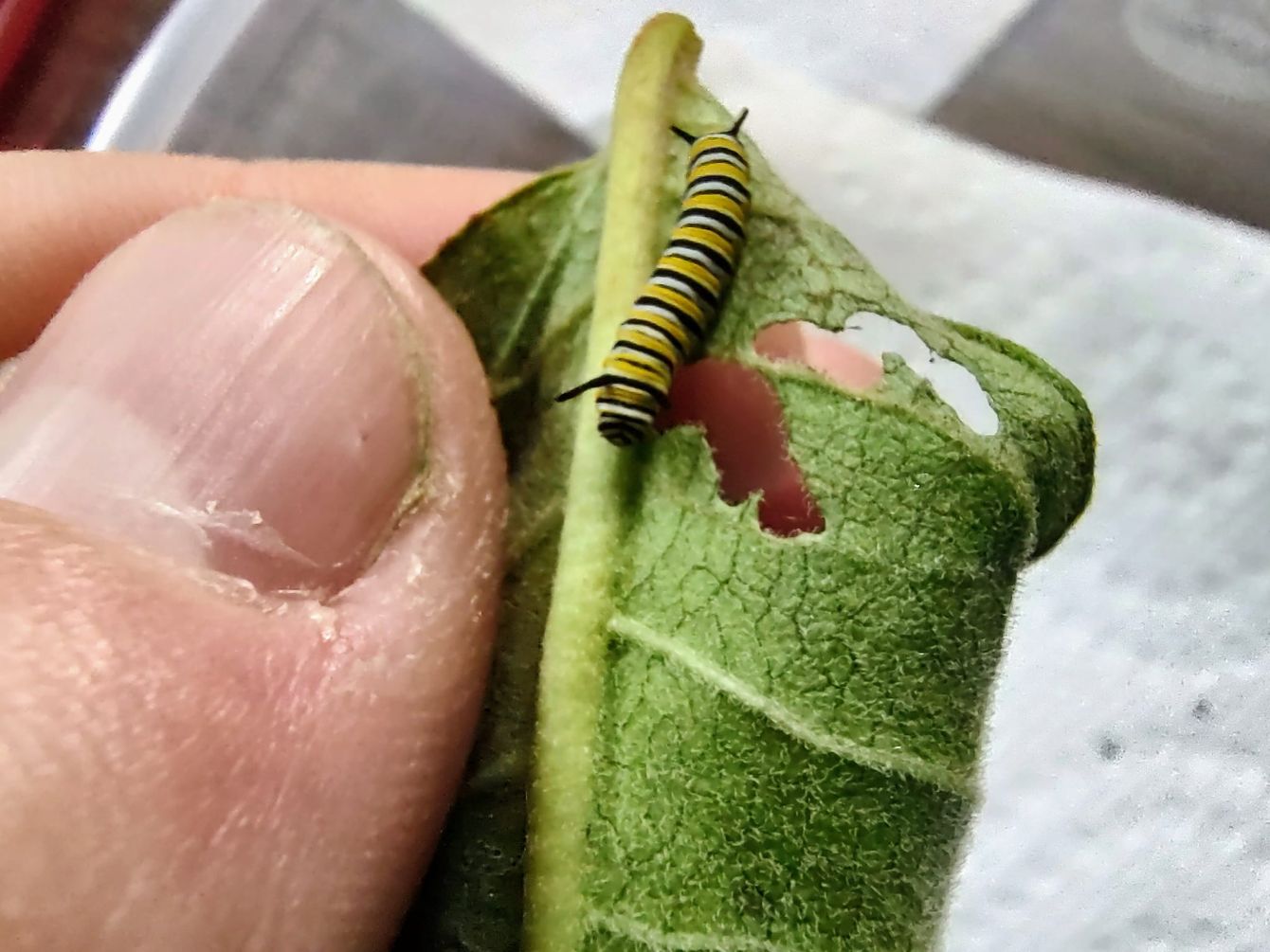 About the  campaign on Bonfire 4