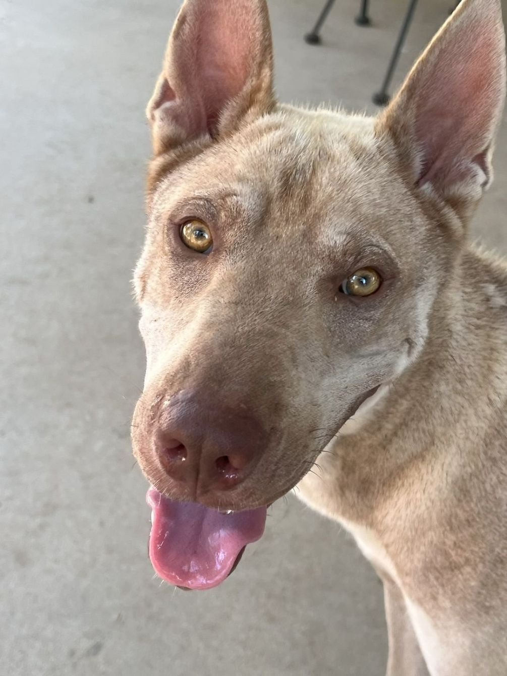 About the Pawsitively Patriotic! campaign on Bonfire 14