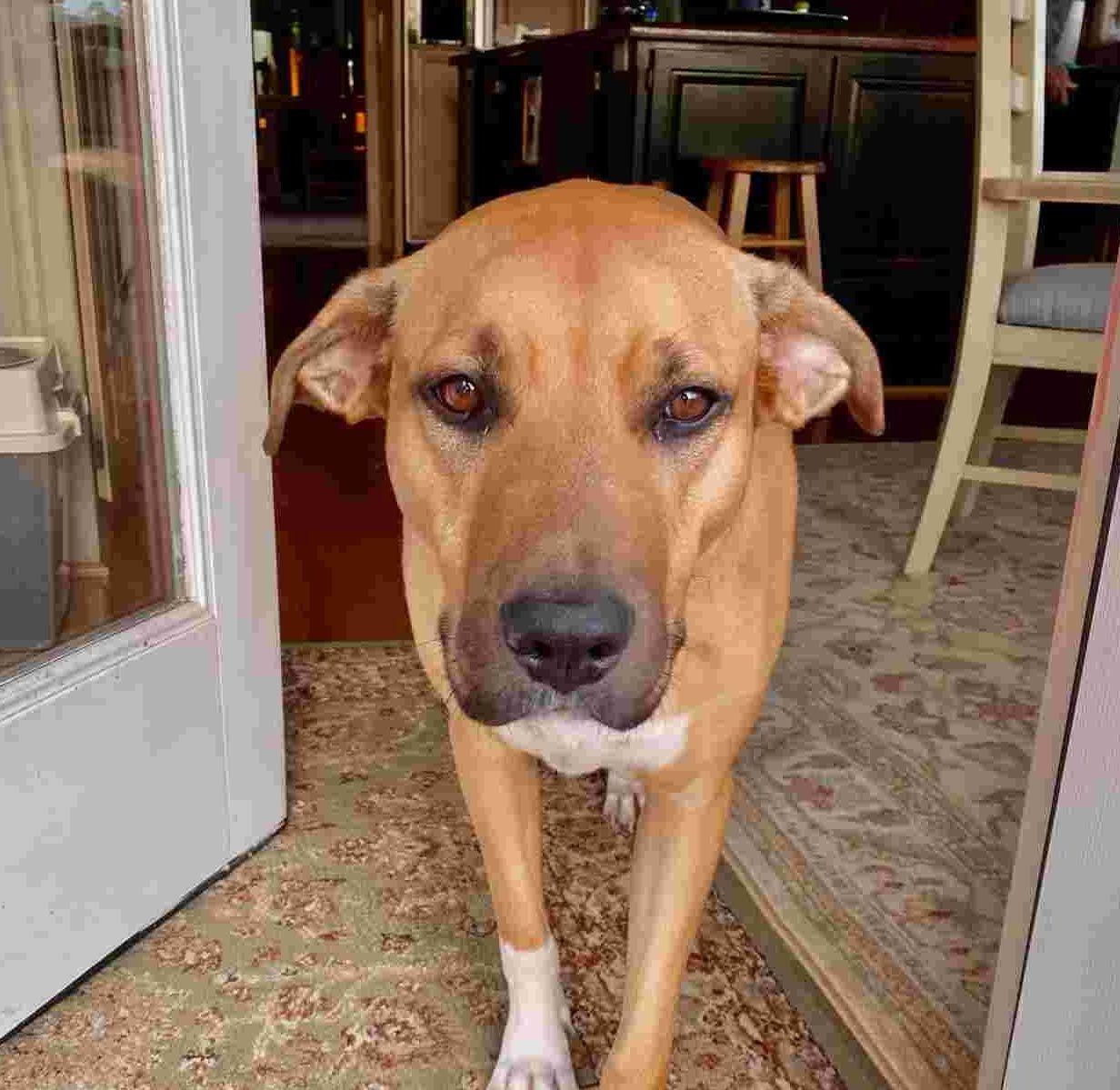 About the Pawsitively Patriotic! campaign on Bonfire 6