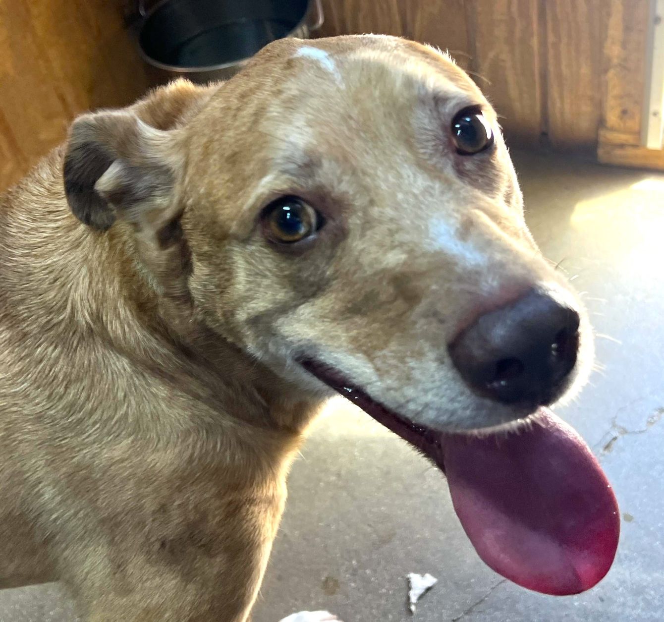 About the Pawsitively Patriotic! campaign on Bonfire 2