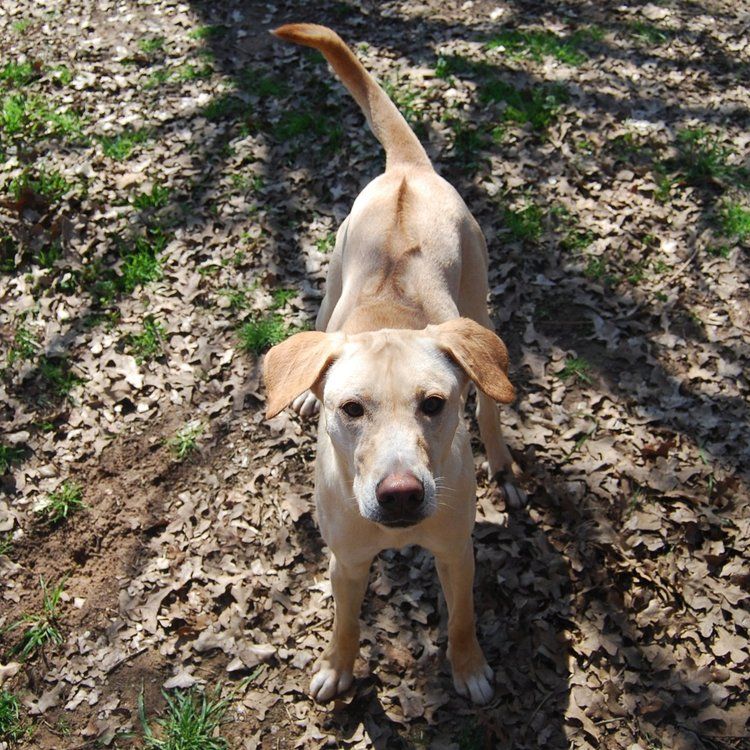 About the Pawsitively Patriotic! campaign on Bonfire 16