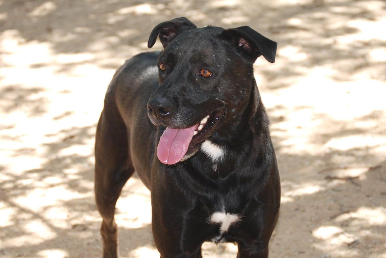 About the Pawsitively Patriotic! campaign on Bonfire 12