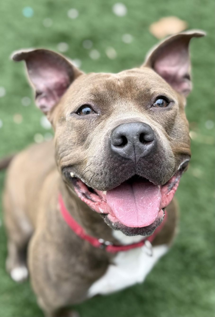 About the Rescued is Our Favorite Breed campaign on Bonfire 2