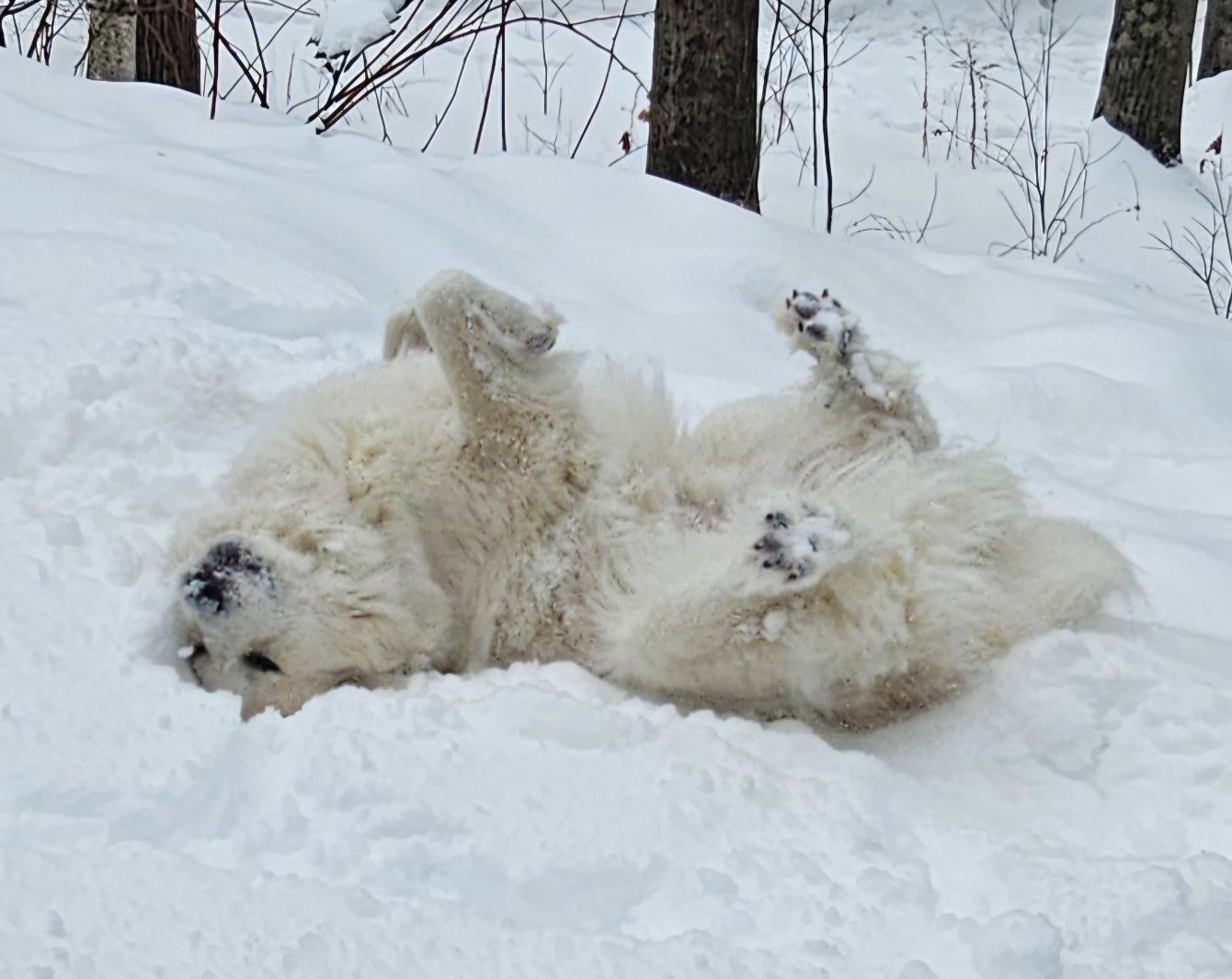 About the Winter Beanies campaign on Bonfire 2