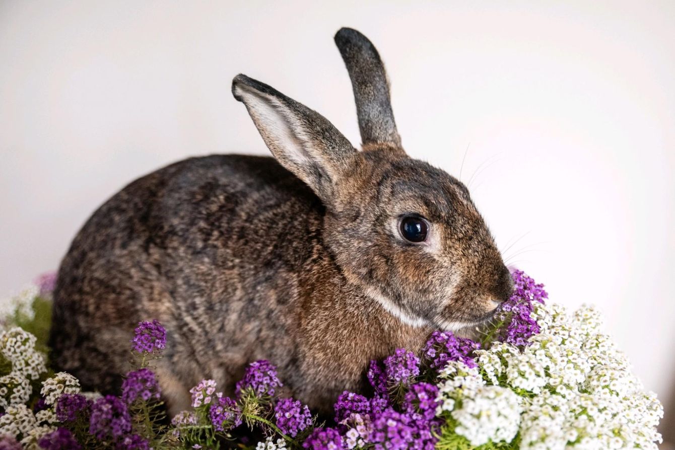 About the Rescue. Educate. Adopt. campaign on Bonfire 2