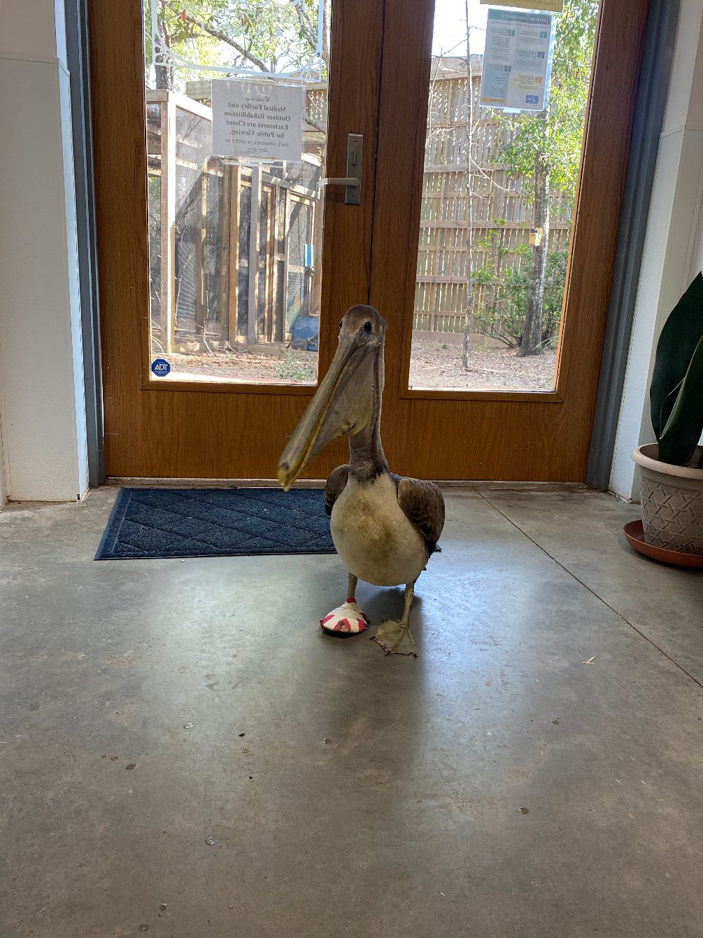 About the Aquatic Birds of NWFL campaign on Bonfire 4