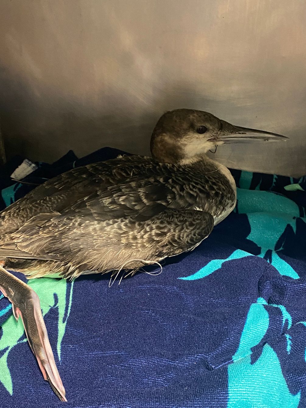 About the Aquatic Birds of NWFL campaign on Bonfire 3