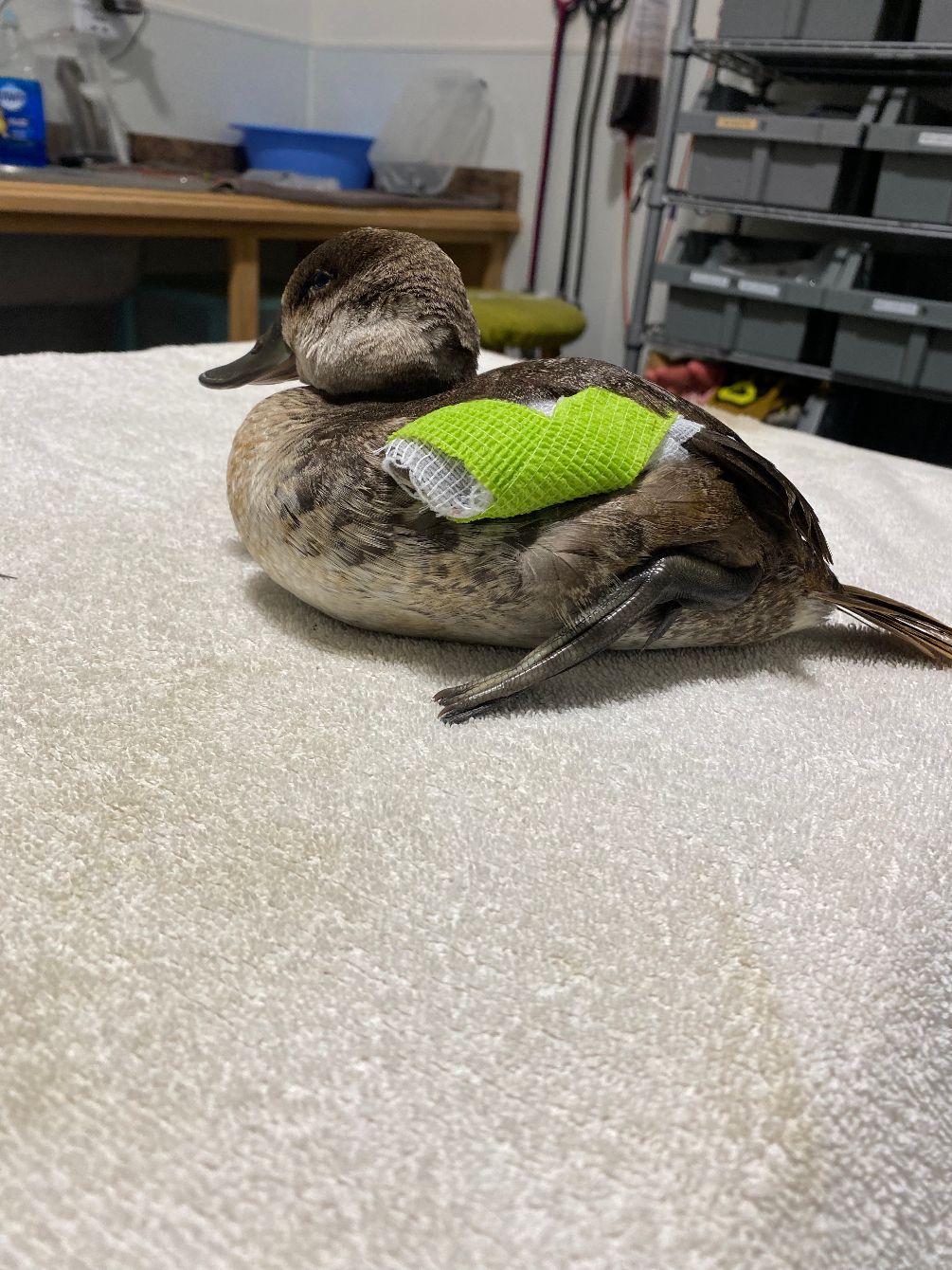 About the Aquatic Birds of NWFL campaign on Bonfire 2