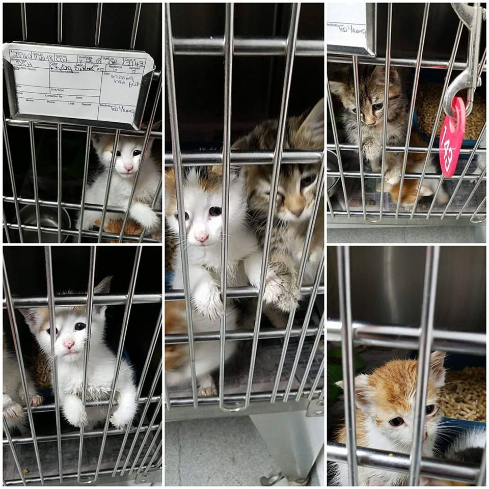 About the Save More Cats!  Spay and Neuter! campaign on Bonfire 2
