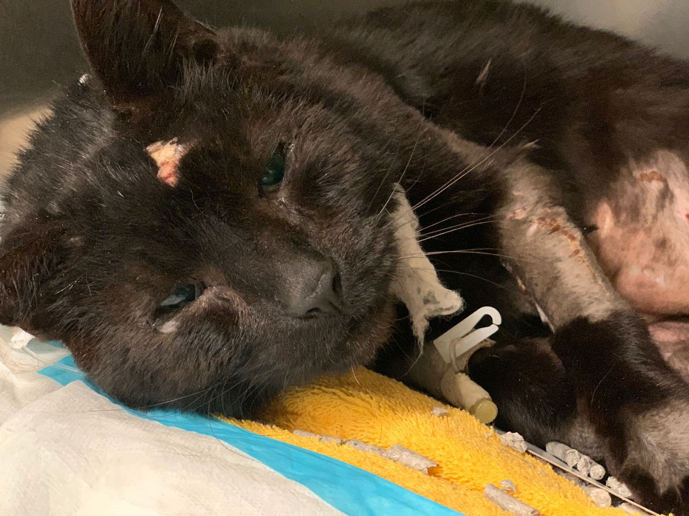 About the Save Every Buddy campaign on Bonfire 2