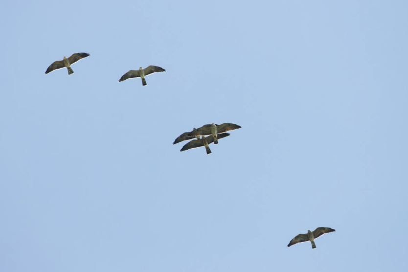 About the Belize Hawk Watch 2026 campaign on Bonfire 8