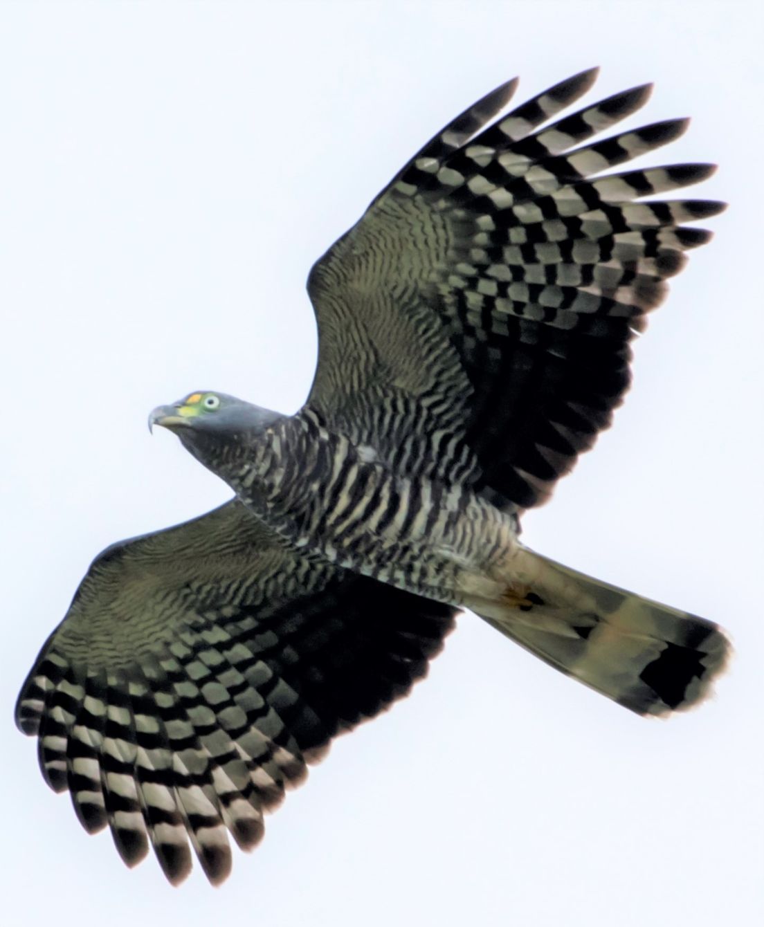 About the Belize Hawk Watch 2026 campaign on Bonfire 4