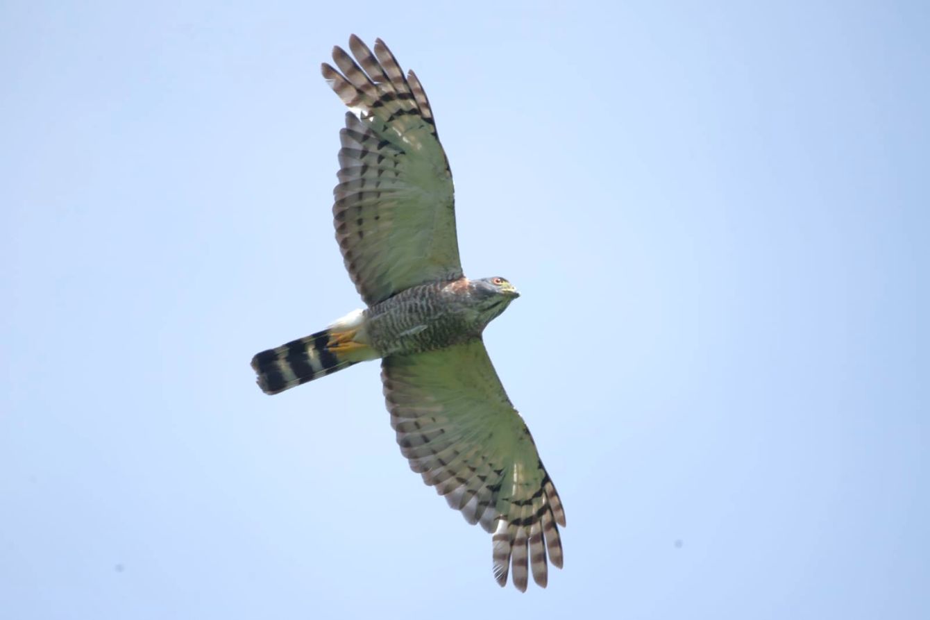 About the Belize Hawk Watch 2026 campaign on Bonfire 6