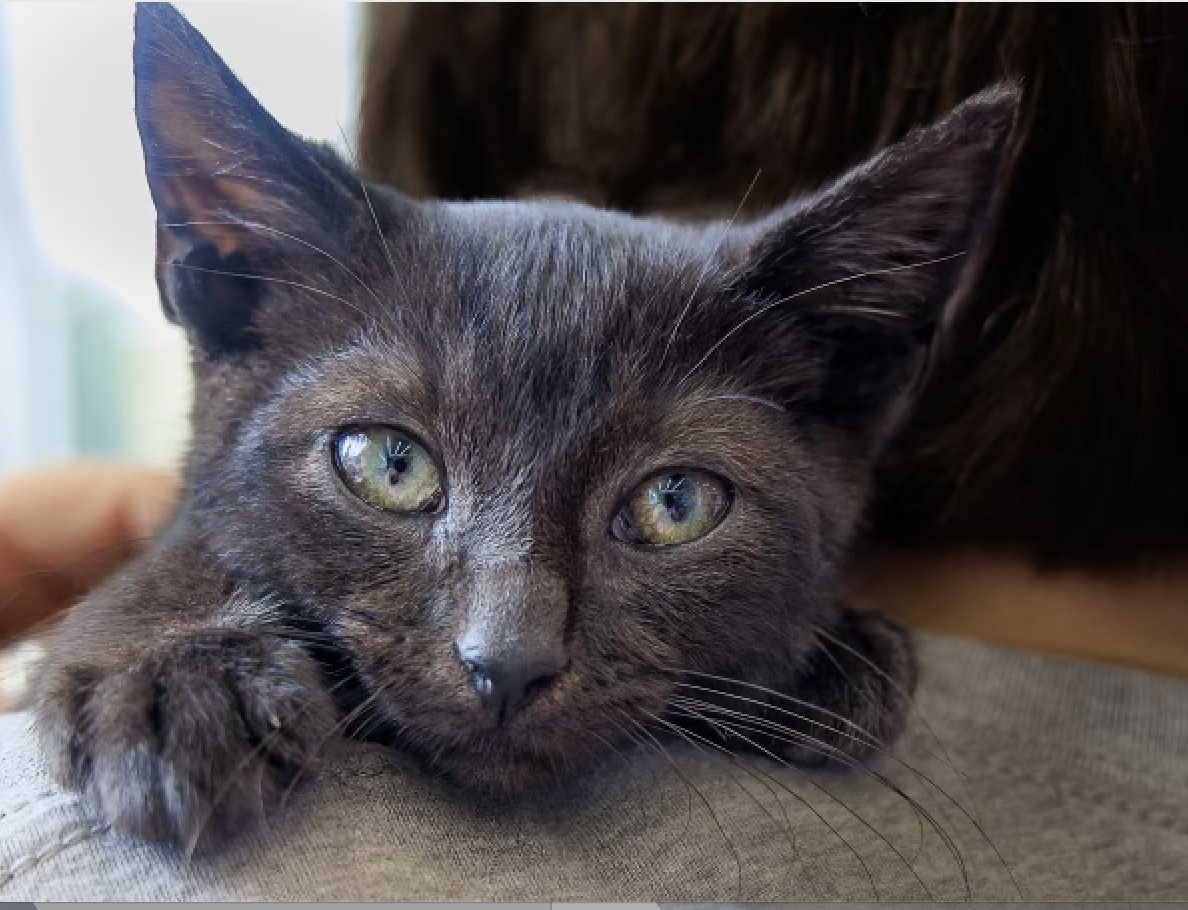 About the Cat Crew Rescue Fall Campaign campaign on Bonfire 2