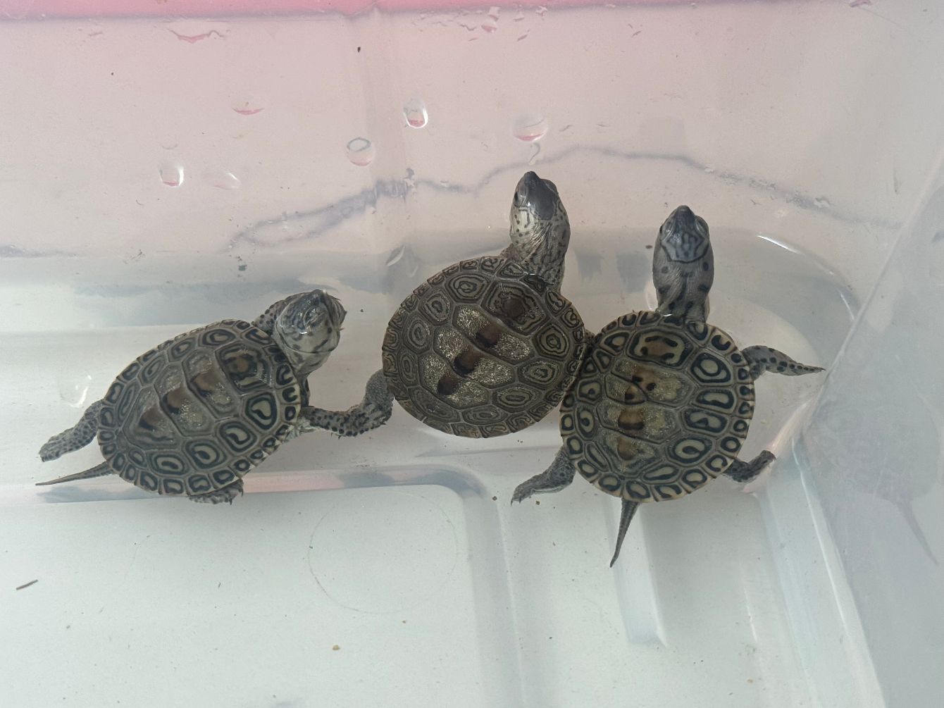 About the Help support the baby turtles! campaign on Bonfire 2