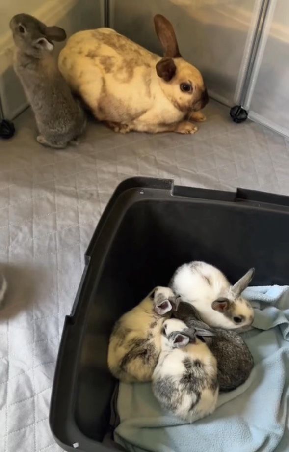 About the Rabbit Advocates Galaxy Buns Mug campaign on Bonfire 2