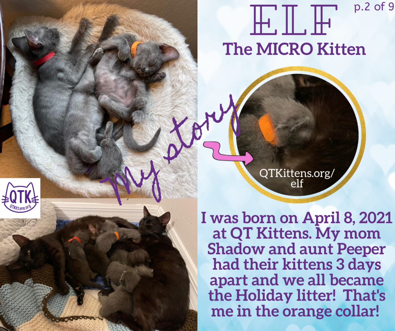 About the Elf?s FIP Warrior T-Shirt. &nbsp;QT Kittens.&nbsp; campaign on Bonfire 5