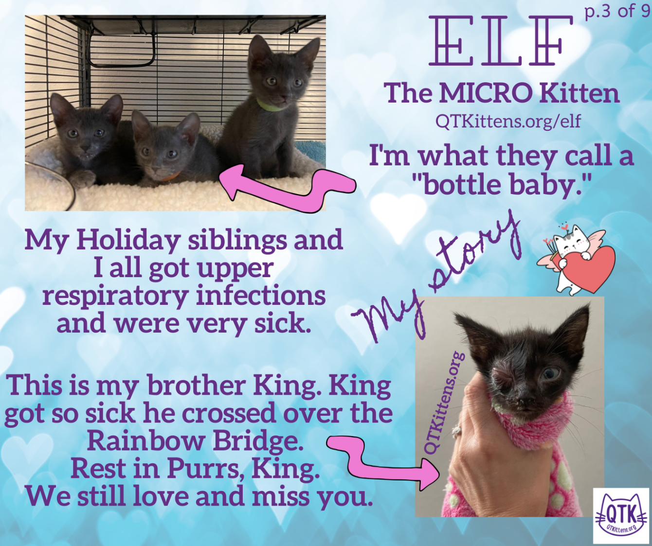 About the Elf?s FIP Warrior T-Shirt. &nbsp;QT Kittens.&nbsp; campaign on Bonfire 6