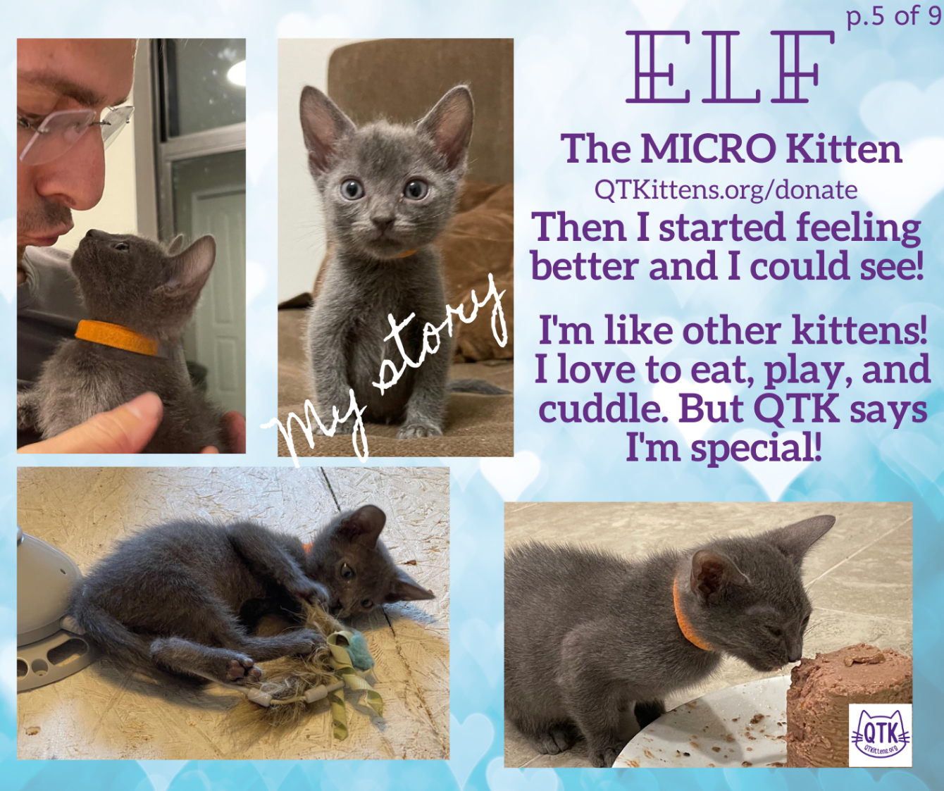 About the Elf?s FIP Warrior T-Shirt. &nbsp;QT Kittens.&nbsp; campaign on Bonfire 8