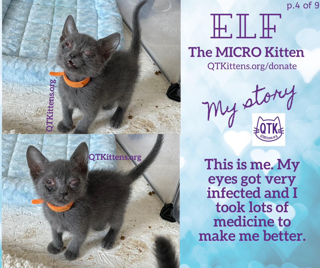 About the Elf?s FIP Warrior T-Shirt. &nbsp;QT Kittens.&nbsp; campaign on Bonfire 7