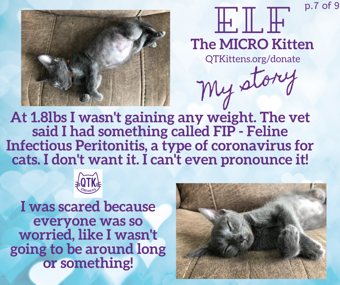 About the Elf?s FIP Warrior T-Shirt. &nbsp;QT Kittens.&nbsp; campaign on Bonfire 10